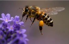 Bee
