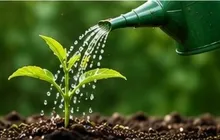 Watering Plant