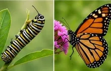 Butterfly Life