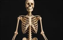Human Skeleton