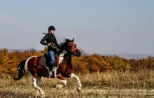 Racehorse