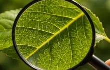Magnifying Glass