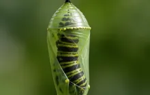 Chrysalis