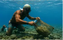 Pearl Diver