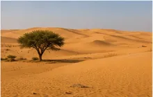 Desert Dunes