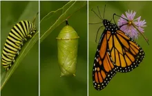 Butterfly Life