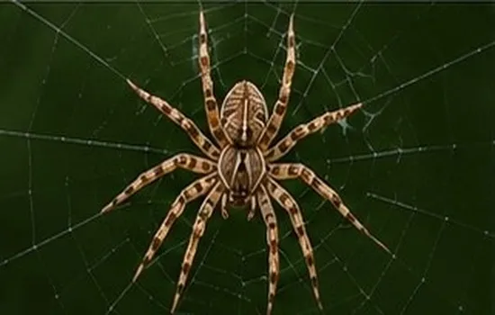 Spider