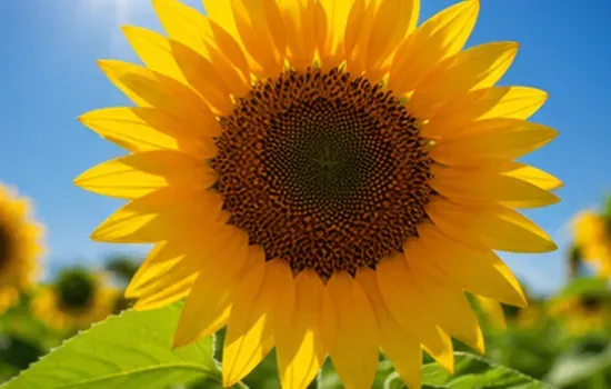 Sunflower